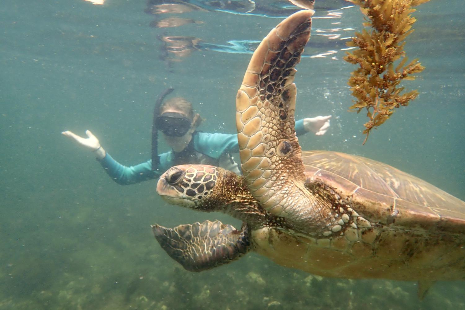 一名<a href='http://lgu5nw.glenviewelectric.com'>全球十大赌钱排行app</a>学生在Galápagos群岛游学途中与一只巨龟游泳.